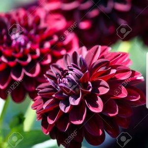 Meet your Posher, Sonia